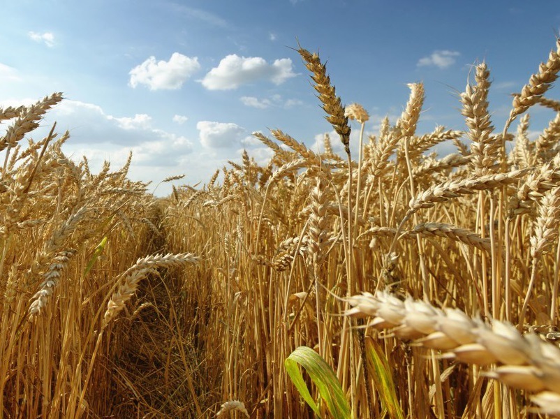 Campo di Grano